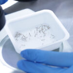 Dengue, case reported in Bologna: preventive measures activated