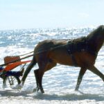 Horse racing: Varenne, the greatest trotter of all time, dies