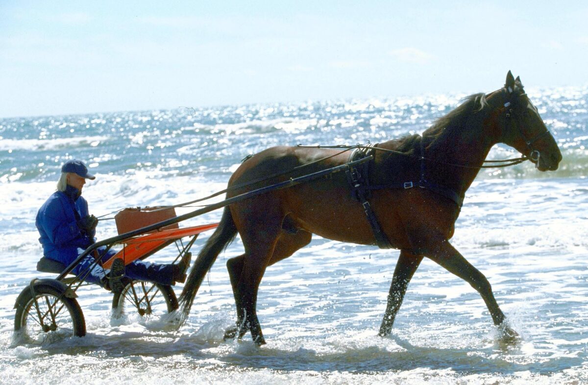 Horse racing: Varenne, the greatest trotter of all time, dies