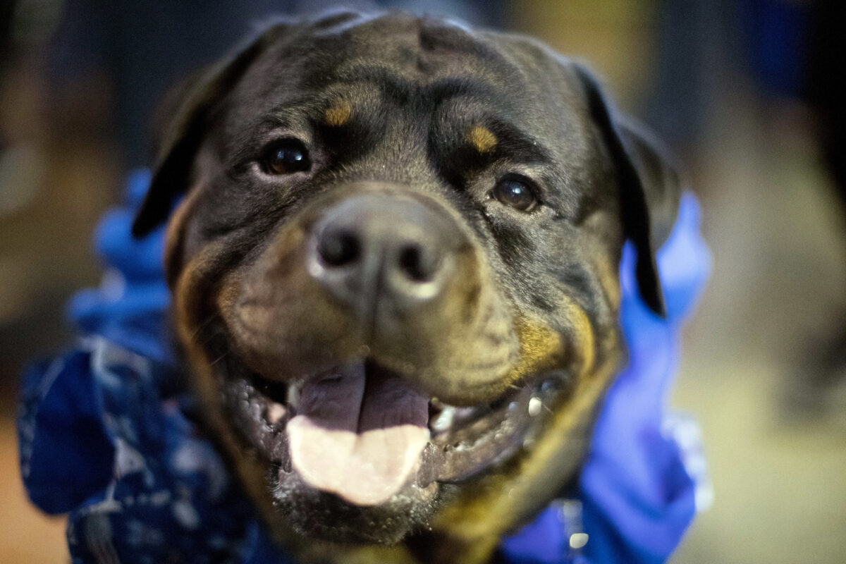 Lecce: man found dead in the Nardò countryside; investigations underway into two rottweilers Lecce: man found dead in the Nardò countryside; investigations underway into two rottweilers