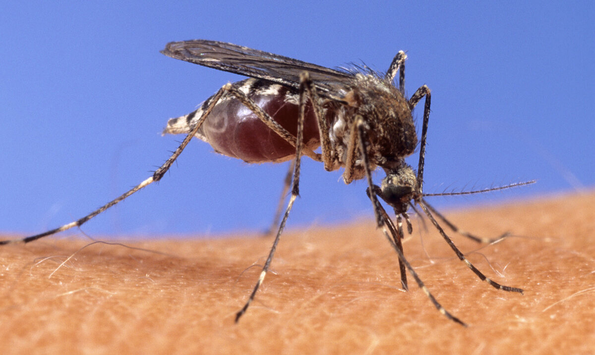 West Nile: the number of cases in the Oristano area rises to 18 West Nile: the number of cases in the Oristano area rises to 18